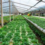 Green Pakistan Initiative Sowing Seeds of Prosperity Beyond Farming