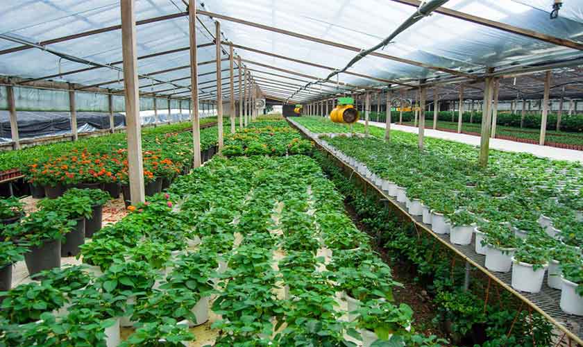 Green Pakistan Initiative Sowing Seeds of Prosperity Beyond Farming