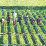 The Positive Role of Pakistan Army in Boosting Pakistan’s Agriculture