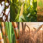 Pakistan’s shift to precision agriculture is a step toward economic resilience