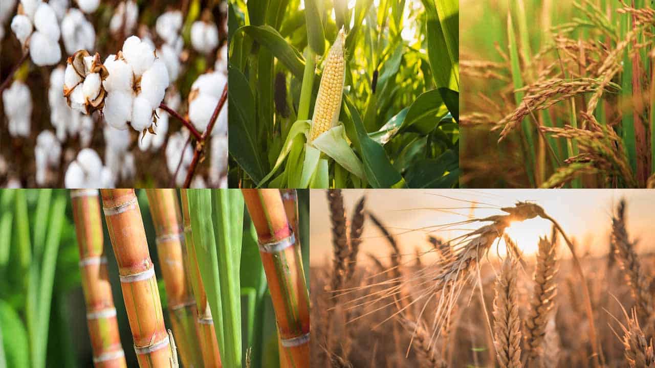 Pakistan’s shift to precision agriculture is a step toward economic resilience