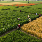 Modi’s Policies Push Indian Agriculture to Collapse