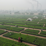 From Smog to Sanctuary: Pakistan’s Largest Nursery Takes Root