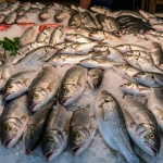 Gwadar’s Fishmeal Plant: A Strategic Leap Toward Sustainable Growth and Export Excellence