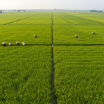 Pakistan’s Rice Sector Stands Firm Despite Flood