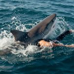 When Sharks Strike: Lessons from Sydney’s Latest Attack
