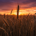 Azad Kashmir: Affordable Wheat, Secure Future