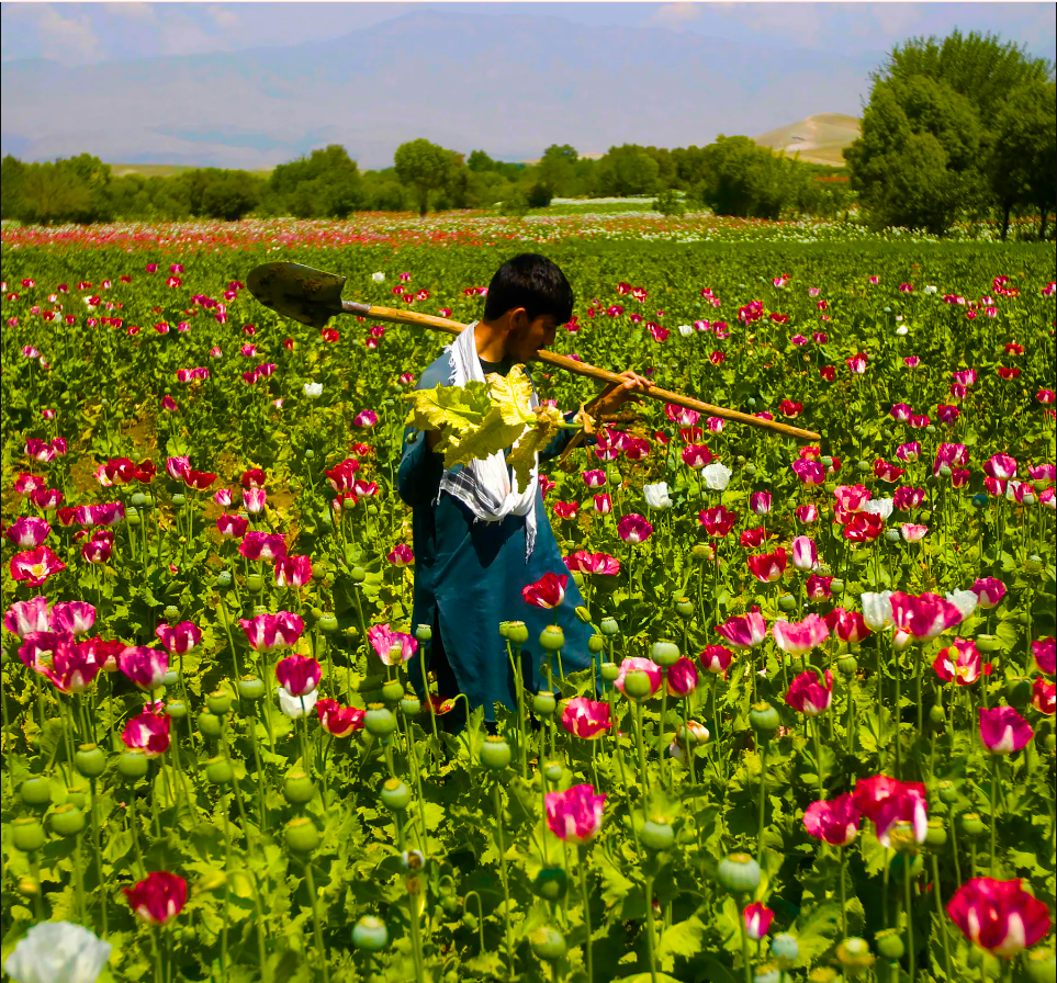 Pakistan’s Fight Against Afghanistan’s Synthetic Drug Surge