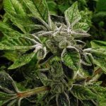 Federal Policy Shift: Trump Administration Reclassifies Medical Marijuana to Schedule III