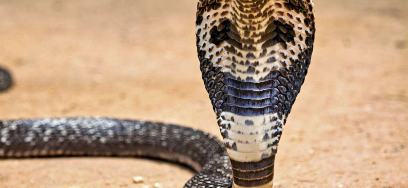 Exotic Peril: Tourist’s Cobra Demise Exposes Underbelly of South Asian Spectacle Tourism