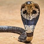 Exotic Peril: Tourist’s Cobra Demise Exposes Underbelly of South Asian Spectacle Tourism
