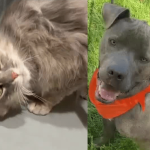 New Mexico Pet Adoption Spotlight: Daisy Mae the Cat and Luke the Puppy Seek Forever Homes