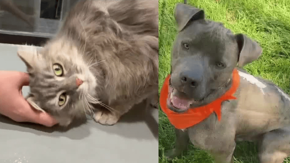 New Mexico Pet Adoption Spotlight: Daisy Mae the Cat and Luke the Puppy Seek Forever Homes