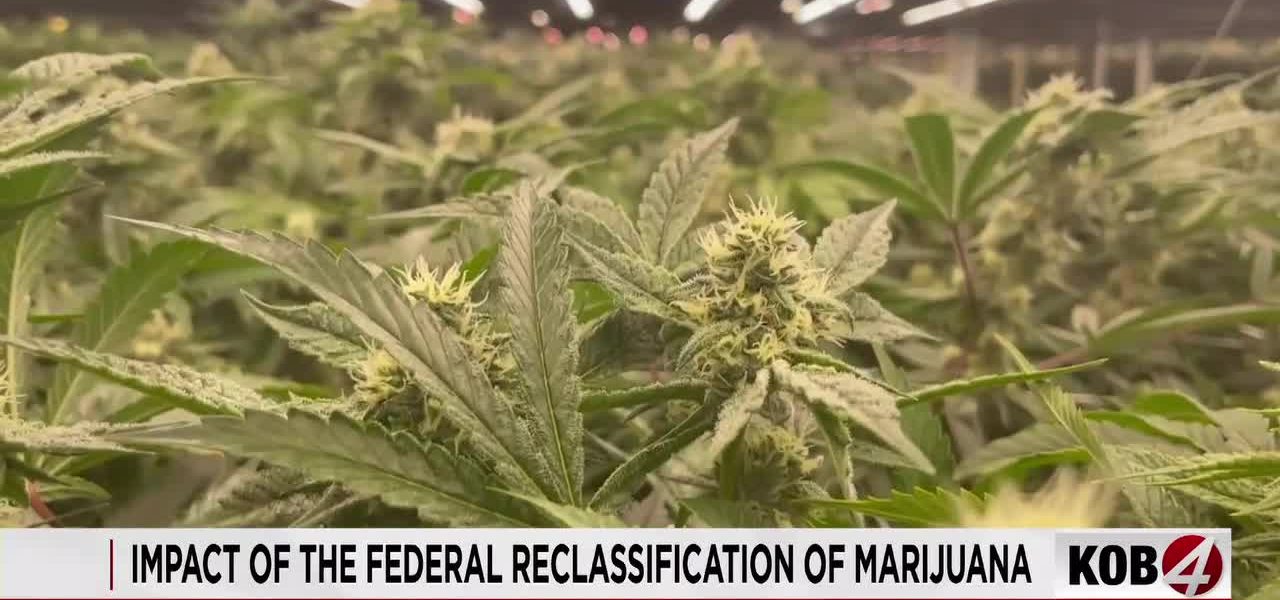 Federal Cannabis Shift Ignites Tax Relief Hopes, But Hurdles Remain for Green Economy