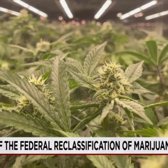 Federal Cannabis Shift Ignites Tax Relief Hopes, But Hurdles Remain for Green Economy