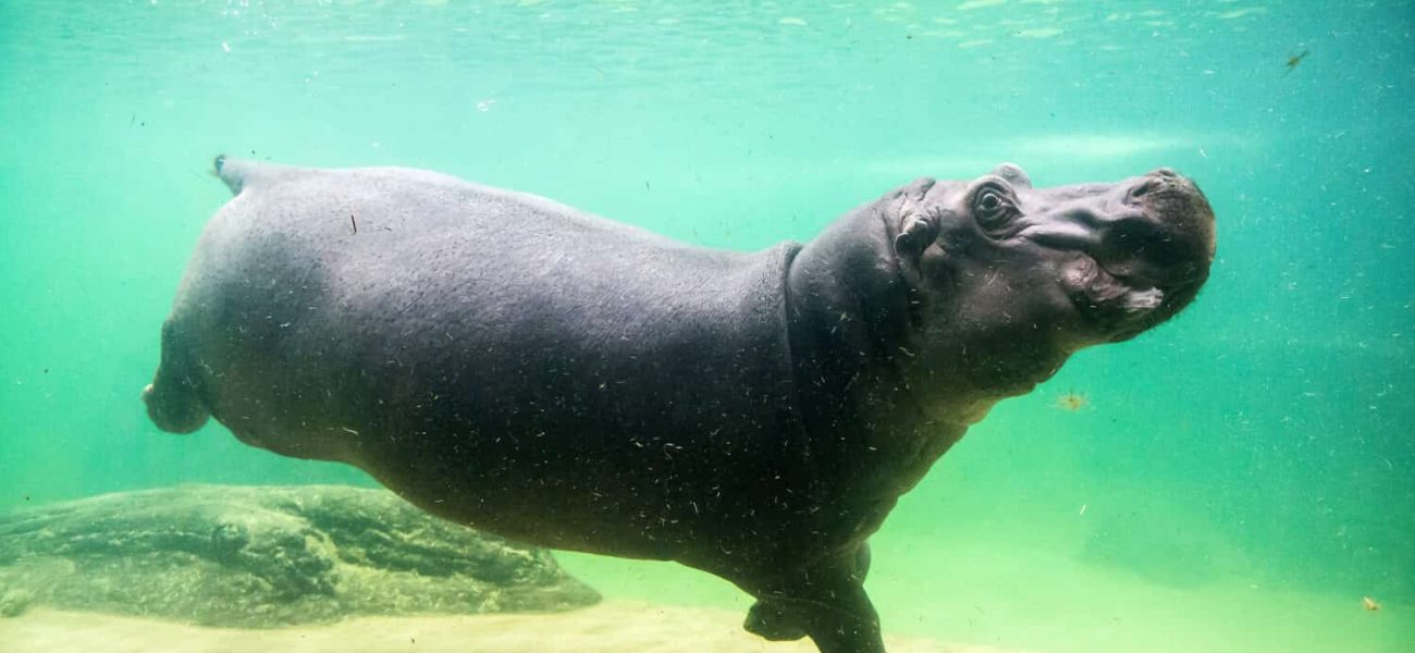 Colombia’s Bloated Legacy: Escobar’s Hippos Stoke a Bizarre Policy War