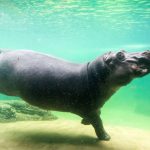 Colombia’s Bloated Legacy: Escobar’s Hippos Stoke a Bizarre Policy War