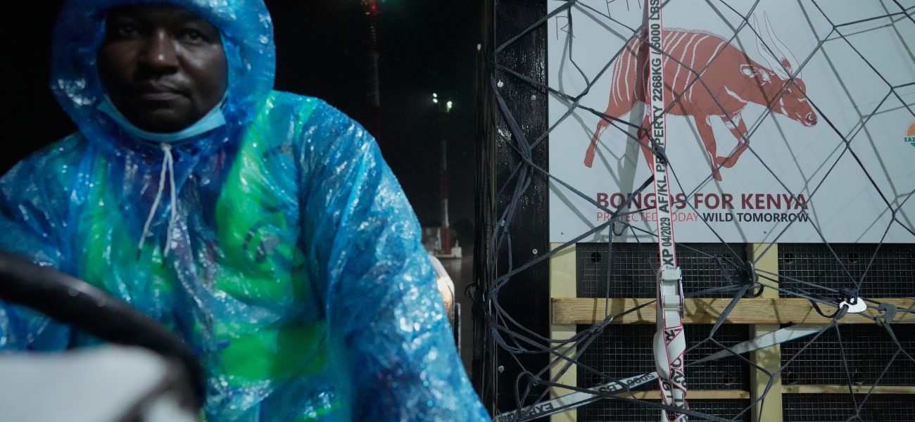 Silent Diplomacy in Hoofbeats: How a Rare Antelope’s Repatriation Illuminates Global Policy Fault Lines