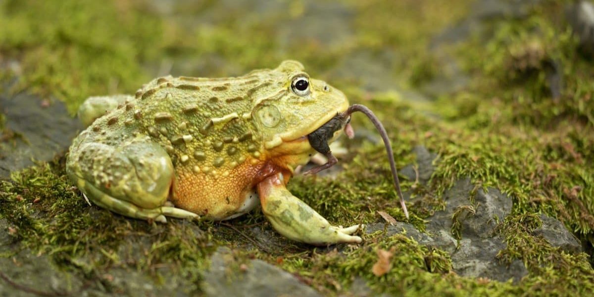 The Bullfrog’s Gambit: How Strategic Endurance Upends Conventional Power Dynamics