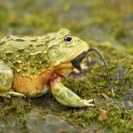 The Bullfrog’s Gambit: How Strategic Endurance Upends Conventional Power Dynamics