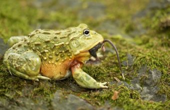 The Bullfrog’s Gambit: How Strategic Endurance Upends Conventional Power Dynamics