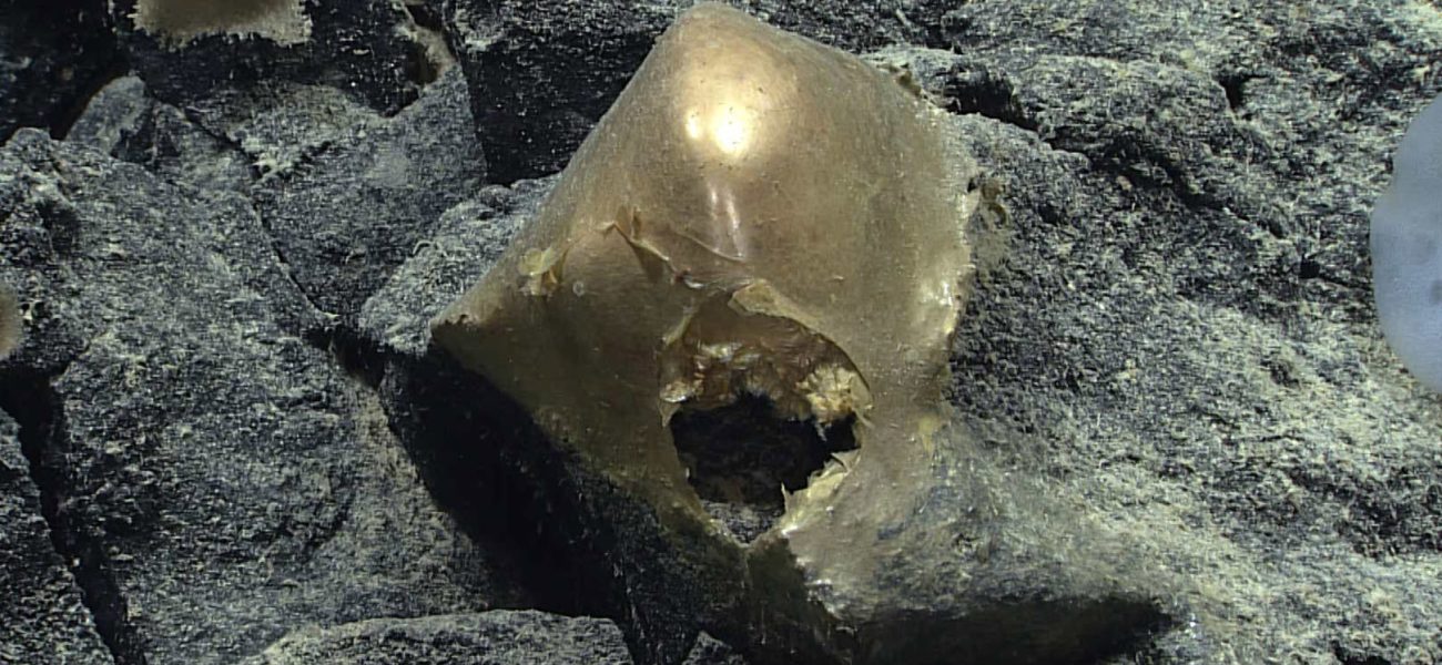 Deep Sea’s Golden Enigma: A Speck of Ocean Dust, Two Years in the Making