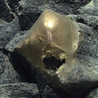 Deep Sea’s Golden Enigma: A Speck of Ocean Dust, Two Years in the Making