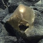 Deep Ocean’s Gilded Secret: Alaskan ‘Golden Orb’ Unlocks New Marine Mysteries