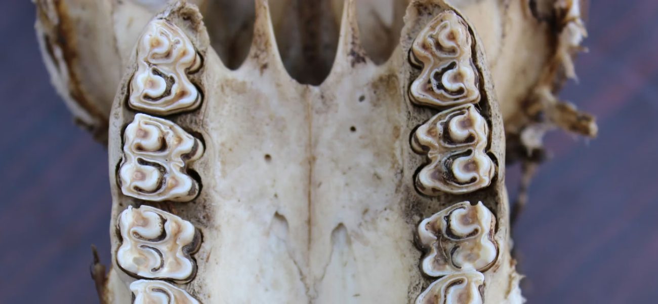 Ancient Fossil Teeth Reveal Pivotal Environmental Shifts in Early Hominin Evolution