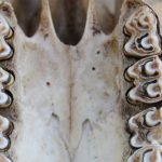 Ancient Fossil Teeth Reveal Pivotal Environmental Shifts in Early Hominin Evolution