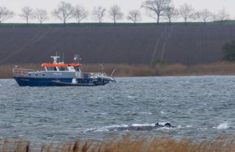 Humpback Whale Refloats and Swims Free After Stranding on Germany’s Baltic Coast