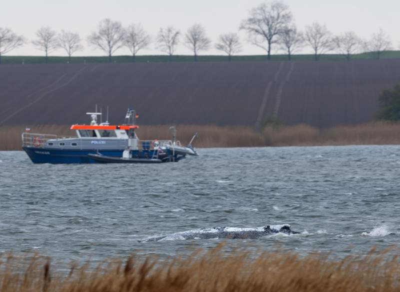 Humpback Whale Refloats and Swims Free After Stranding on Germany’s Baltic Coast