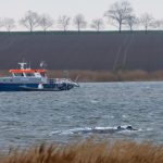 Humpback Whale Successfully Freed After Stranding on Germany’s Baltic Coast