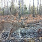 Chernobyl’s Wildlife Resurgence: Nature’s Remarkable Resilience in the Exclusion Zone