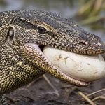 Apex Predator’s Brutal Ballet: Nile Monitor’s Feast Exposes Ecosystem’s Ruthless Calculus