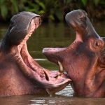 From Narco-Legacy to Philanthropic Frontier: Ambani Scion Eyes Escobar’s Hippos