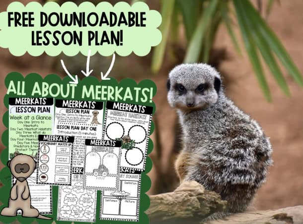 Free Meerkat Unit Plan: Engaging Wildlife Education for Kids and Homeschoolers
