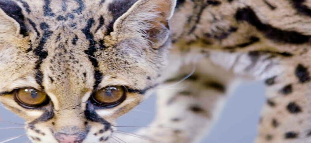 Endangered Margay ‘Button’: Urgent Call for Tree-Dwelling Wildcat Conservation in Latin America