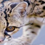 Endangered Margay ‘Button’: Urgent Call for Tree-Dwelling Wildcat Conservation in Latin America