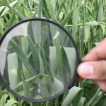 Levi Strauss & Co. Funds Three-Year Regenerative Cotton Farming Initiative in Pakistan