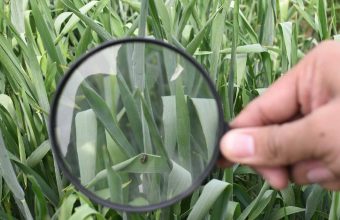 Levi Strauss & Co. Funds Three-Year Regenerative Cotton Farming Initiative in Pakistan