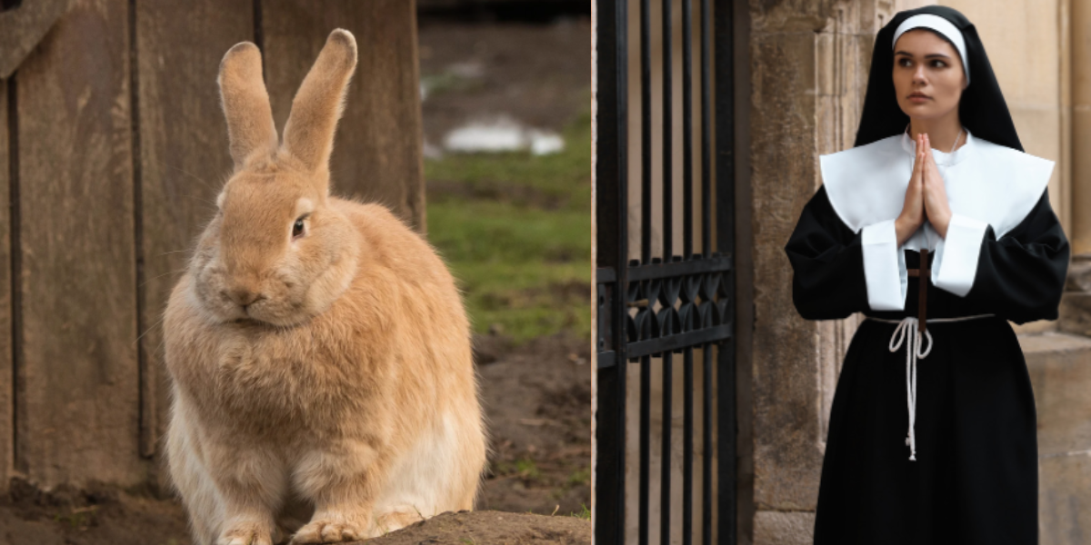 Cloistered Conservation: Spanish Nuns’ Quixotic Quest to Save a Giant Rabbit