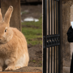 Cloistered Conservation: Spanish Nuns’ Quixotic Quest to Save a Giant Rabbit