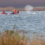 German Minke Whale Rescue: Freed Marine Mammal Re-strands, Conservation Efforts Intensify