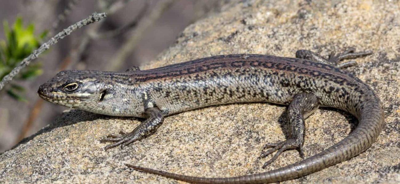 Australia’s Ghost Skink: Decades of Misidentification Shroud a Species’ Silent Demise