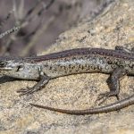 Australia’s Ghost Skink: Decades of Misidentification Shroud a Species’ Silent Demise