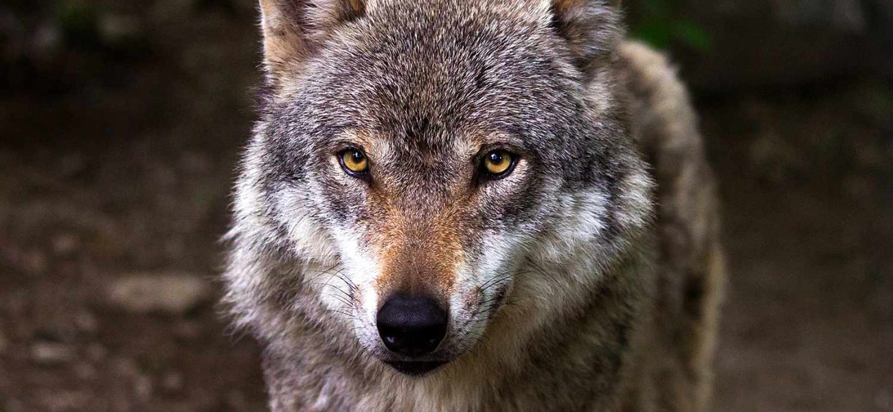 Wildlife Authorities Condemn Second Mass Wolf Poisoning, Urge End to Illegal Vigilante Killings