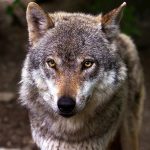 Wildlife Authorities Condemn Second Mass Wolf Poisoning, Urge End to Illegal Vigilante Killings