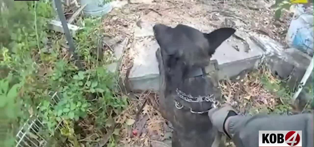 Canine & Consequence: Albuquerque’s K-9 Arrest Underscores Evolving Policing, Persistent Pursuit Peril