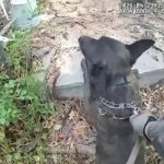 Canine & Consequence: Albuquerque’s K-9 Arrest Underscores Evolving Policing, Persistent Pursuit Peril